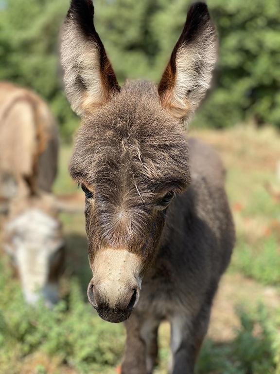 Centre Mediation Equine La Daouste Villa Jouques Екстериор снимка