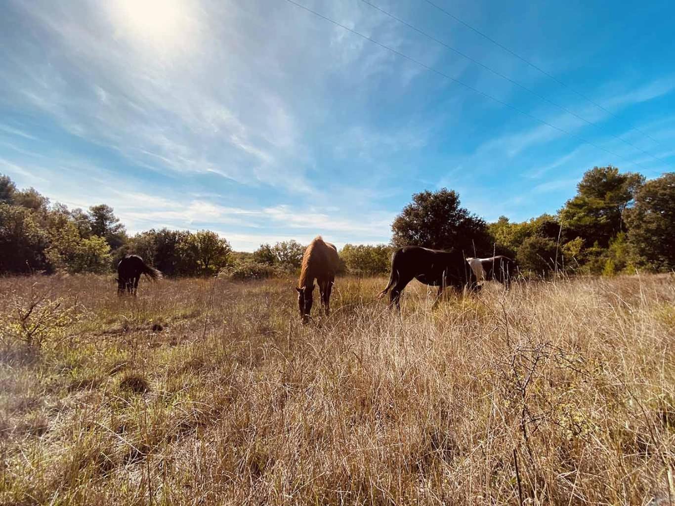 Centre Mediation Equine La Daouste Villa Jouques Екстериор снимка