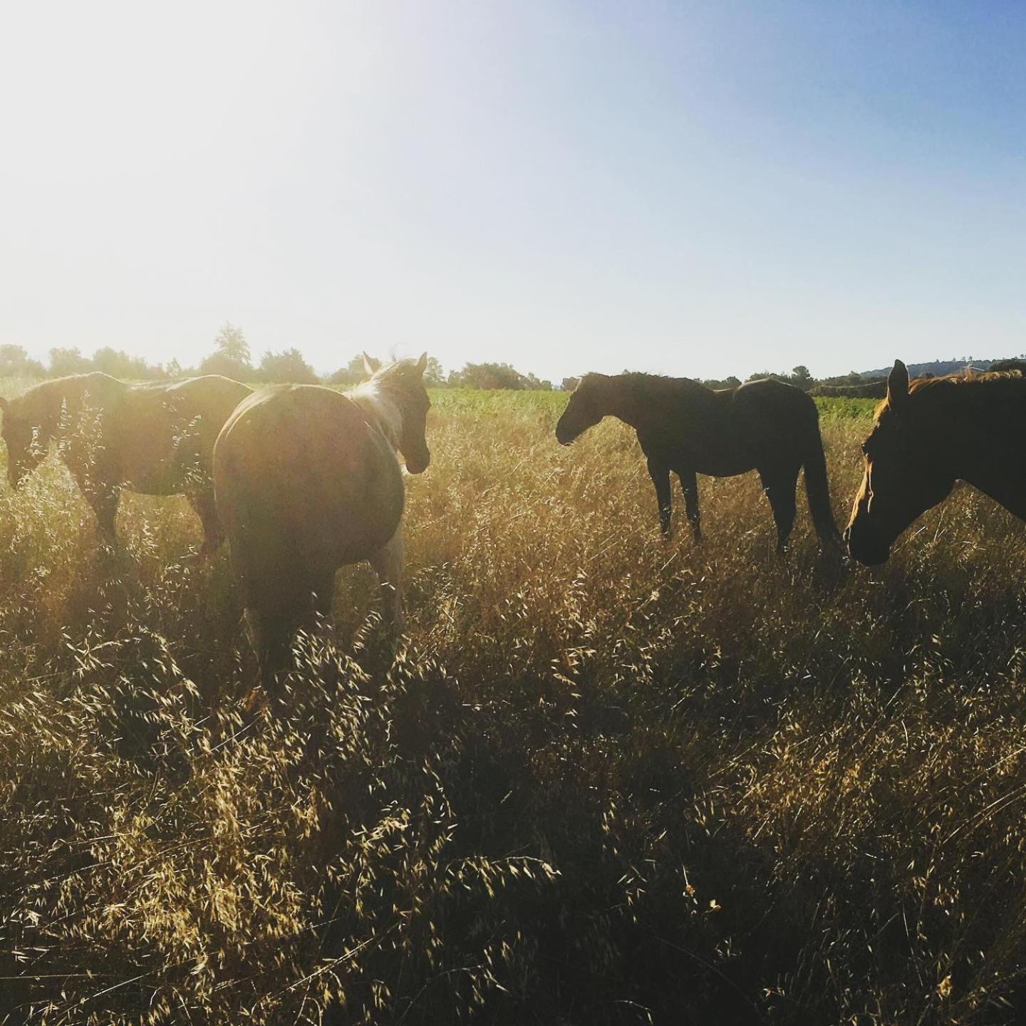 Centre Mediation Equine La Daouste Villa Jouques Екстериор снимка